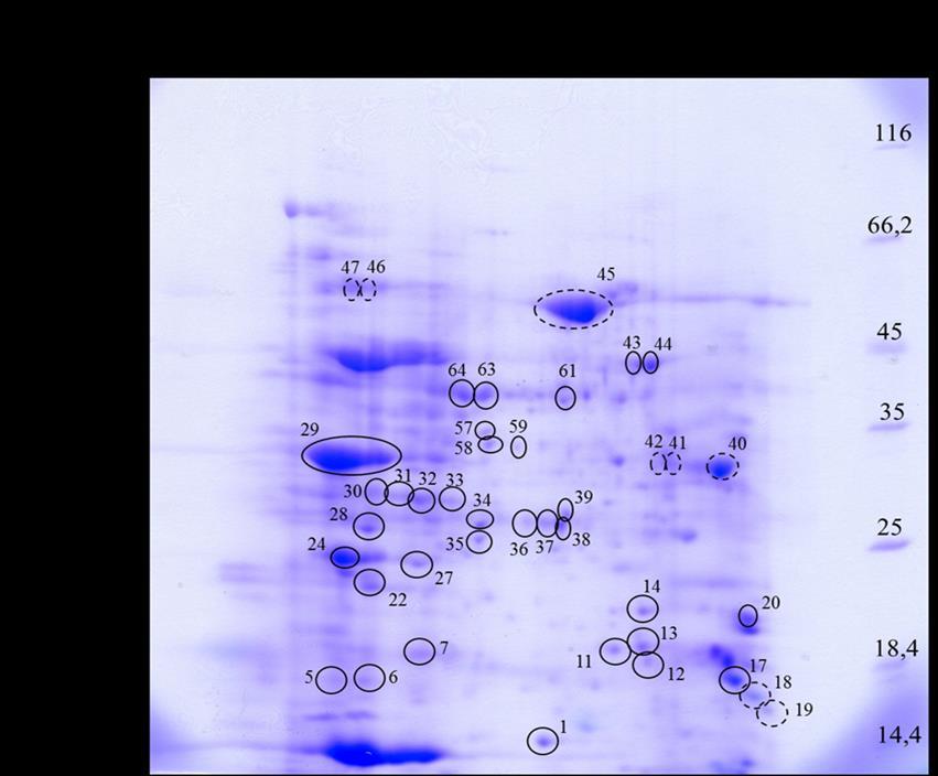 REZULTATI Slika 67. Ukupni topivi proteini klijanaca duhana tretiranih sa 100 µm AgNP razdvojeni 2-DE. Gel je obojan bojom CBB i obrađen računalnim programom Image Master 2D Platinum.