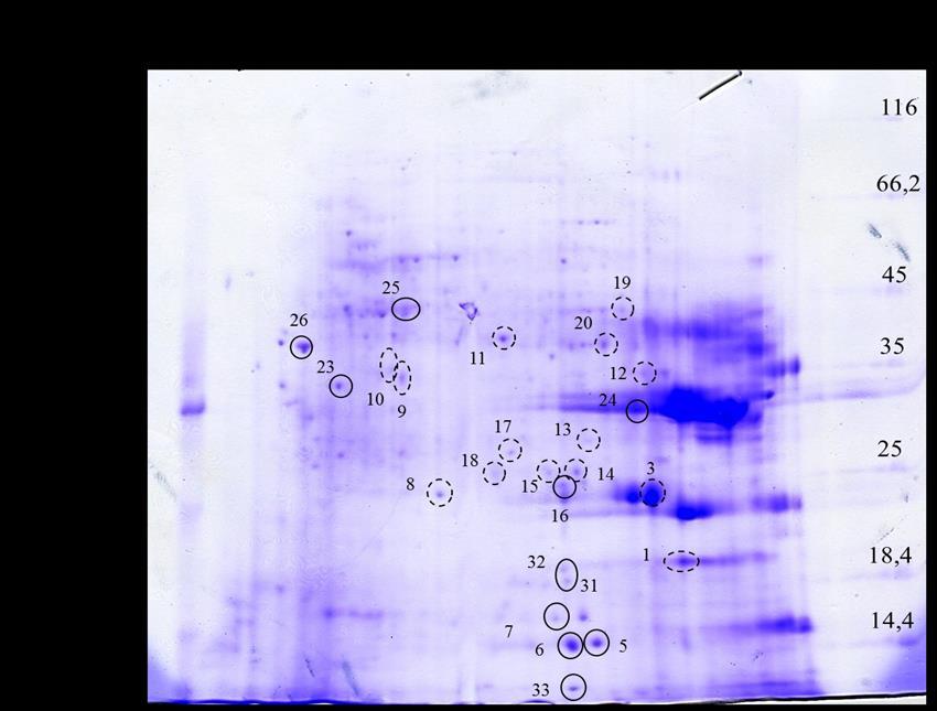 REZULTATI Slika 73. Ukupni topivi proteini korijena biljaka duhana tretiranih sa 100 µm AgNO3, koji su razdvojeni 2-DE. Gel je obojan bojom CBB i obrađen računalnim programom Image Master 2D Platinum.