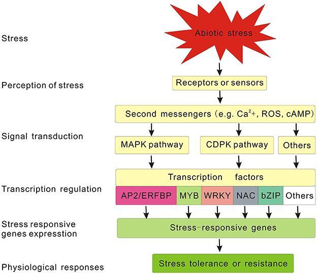 LITERATURNI PREGLED Slika 5. Signalni putovi uključeni u odgovor biljne stanice na abiotički stres (preuzeto iz Wang i sur. 2016).