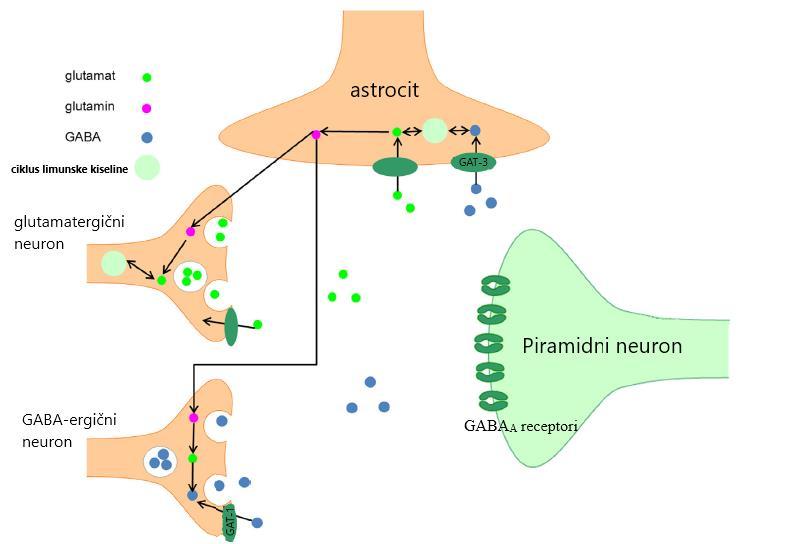 Uloga Kortikalnih Interneurona U Patogenezi Shizofrenije Pdf Free Download