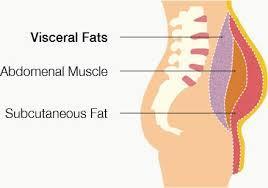 VISCERAL FAT Tjelesne masti: - potkožne masti