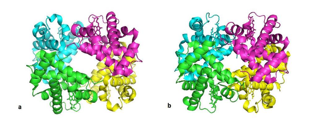 2.Modeli alosterije i alosterija kod hemoglobina, aspartat-transkarbamoilaze i fosfofruktokinaze 1 10 Slika 2.2.2.2. Strukture hemoglobina u (a) T stanju i (b) R stanju.
