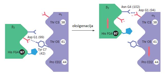 2.Modeli alosterije i alosterija kod hemoglobina, aspartat-transkarbamoilaze i fosfofruktokinaze 1 11 Slika 2.2.2.3.