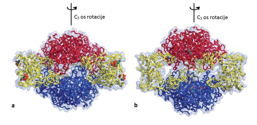 2.Modeli alosterije i alosterija kod hemoglobina, aspartat-transkarbamoilaze i fosfofruktokinaze 1 18 veza između podjedinica T stanja i onih unutar podjedinica R stanja.