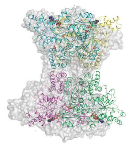 2.Modeli alosterije i alosterija kod hemoglobina, aspartat-transkarbamoilaze i fosfofruktokinaze 1 26 razmaknutije za 8 Å u odnosu na domene kompleksa s Mg-ATP (Slika 2.4.3.3).