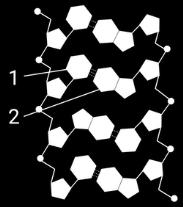 Zadatak 33 Sljedeći dijagram prikazuje spajanje baza nukleotida u dvolančanoj molekuli DNK. Označene su dušične baze u dva nukleotida.