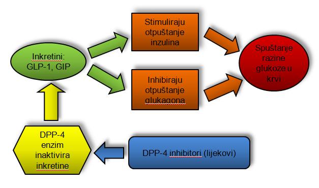 Prirodni GLP-1 se razgradi u roku od 2-3 minute, što predstavlja veliki izazov u razvoju lijekova, tj njegovih analoga otpornih na tako brzu razgradnju (Quan i sur., 2016).