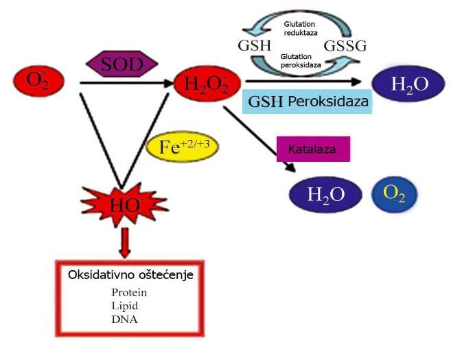 SOD katalizira dismutaciju O 2 na molekulu kisika (oksidacija) i H 2 O 2 (redukcija) (Slika 2).