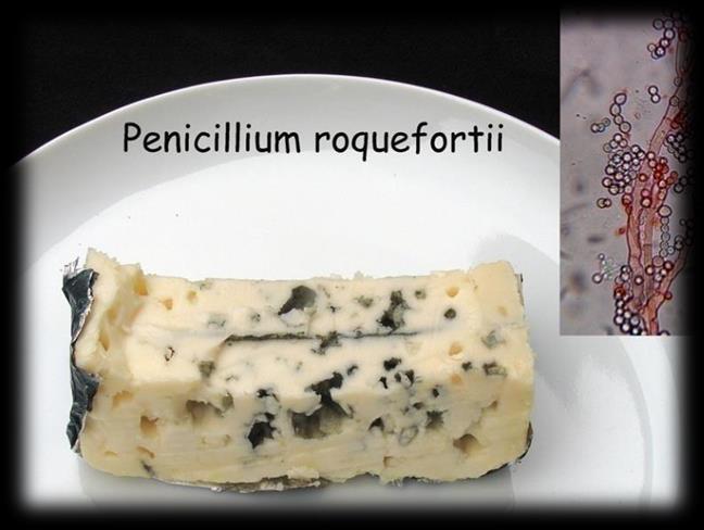Представници Penicillium spp. При производњи сирева, нпр.