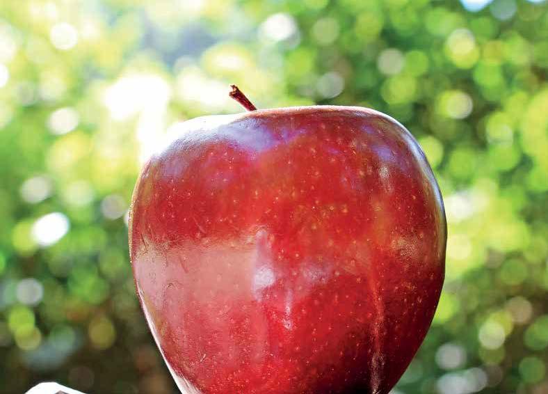 11 Neke nove jabuke Bojana Stanković, dipl. inž. poljoprivrede Po nekim statističkim izvorima, proizvodnja voća u svetu beleži stalan rast. Od 392 miliona tona u 1993.