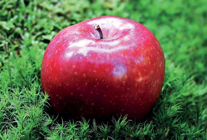 12 u Australiji i Tasmaniji. Kako se kretala civilizacija kroz vekove tako se domaća jabuka širila po svim kontinentima. Sortiment. Jabuka (Malus spp.) je rod drvenastih biljaka iz porodice Rosaceae.