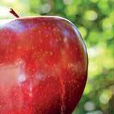 Preventivni fungicidi u zaštiti jabuke