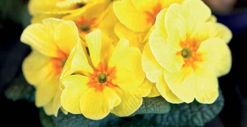 74 Lekovito cveće Olivera Gavrilović, dipl. inž. poljoprivrede Medeno žuta boja na planinskim livadama simbolizuje pobedu nad zimom.