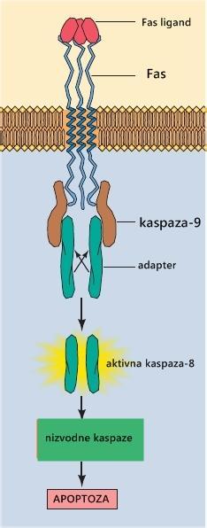 2). Fas ligand se sastoji od tri polipeptidna lanca, tako da njegovo vezanje uzrokuje trimerizaciju receptora.