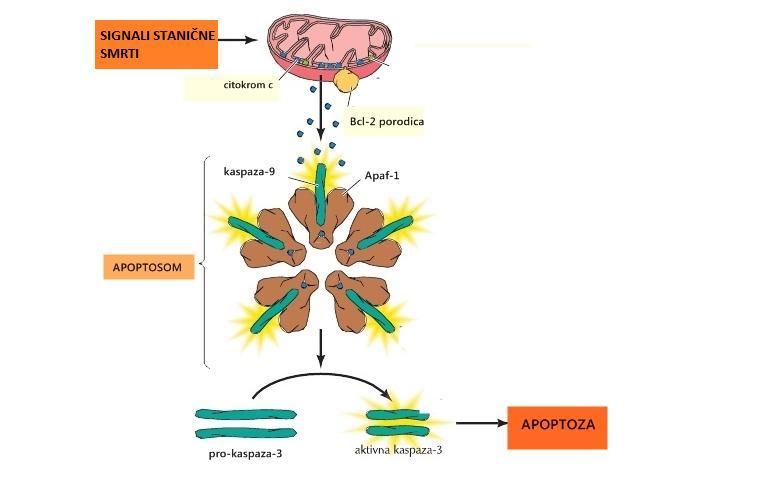 Slika 3. Regulatori i efektori apoptoze. Signali staniĉne smrti djeluju izravno na mitohondrije ĉiju cjelovitost reguliraju ĉlanovi Bcl-2 obitelji.