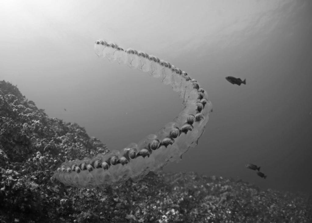 Na društvenim mrežama često se mogu vidjeti ovakve snimke neobičnih plutajućih organizama koji izgledaju plastično i dugački su nekoliko metara. Radi se o dvootvorkama (salpe) iz skupine plaštenjaka.
