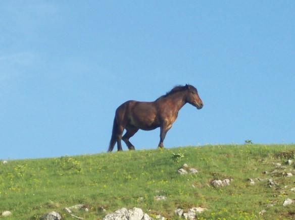 Slika 1: Pešterska visoravan pešterski konj