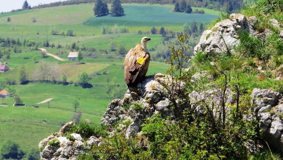 Foto: Darko Ćirović Uloga ove vrste orla lešinara u lancu ishrane u ekosistemu jedinstvena je i nezamenljiva.