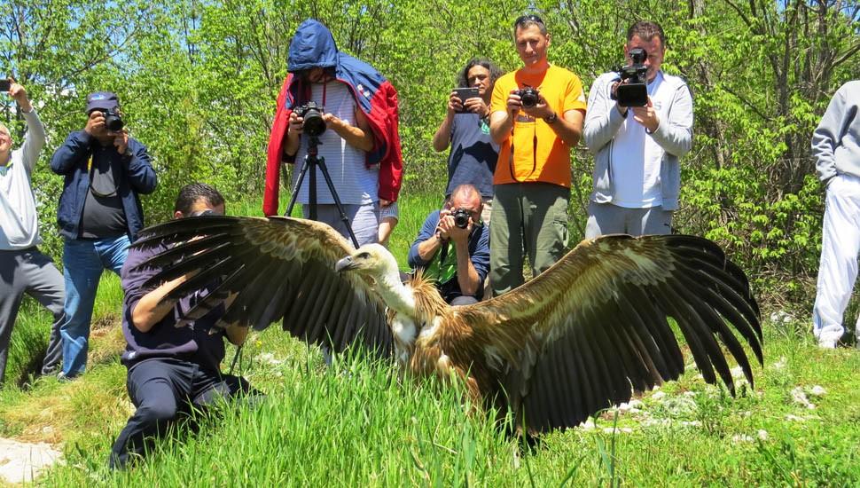Foto: Darko Ćirović Na područje rezervata u prethodnih nekoliko godina, vratile su se još dve vrste orlova lešinara koje su nekada nastanjivale ovo područje.