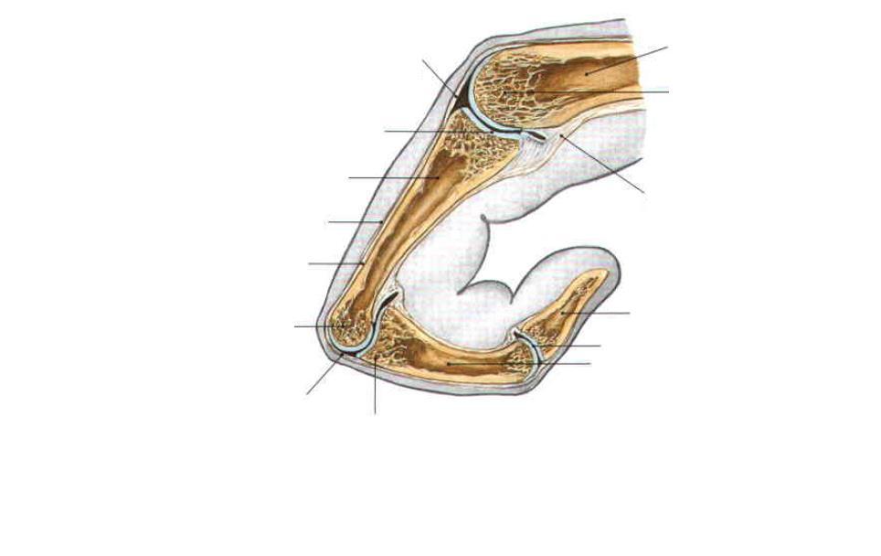 (MCP), proksimalni interfalangealni zglob (PIP) i distalni interfalangealni zglob (DIP).