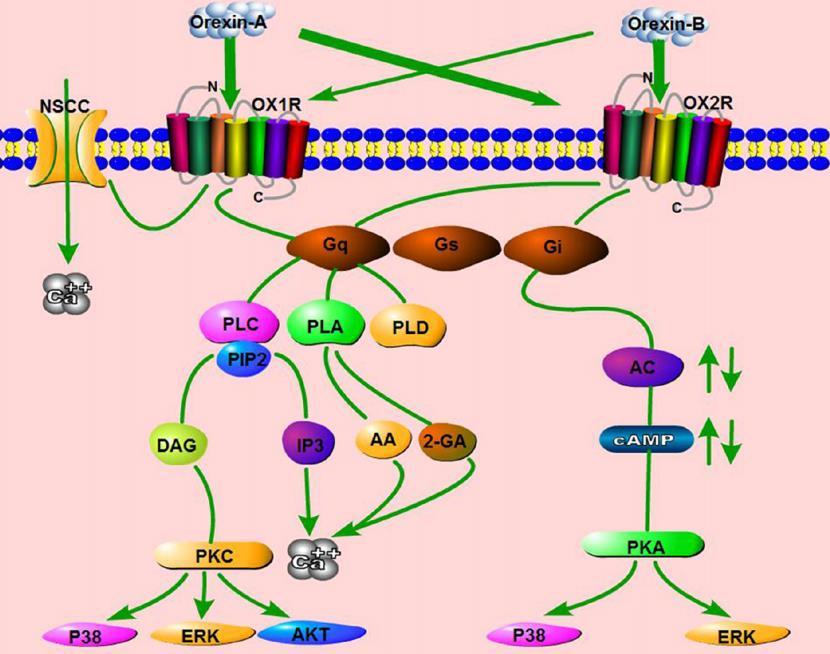 putova ovisnih ili neovisnih o protein kinazi C (PKC).. Tako primjerice oreksin-a povisuje razinu kalcija na način da aktivira L i N kalcijeve kanale.