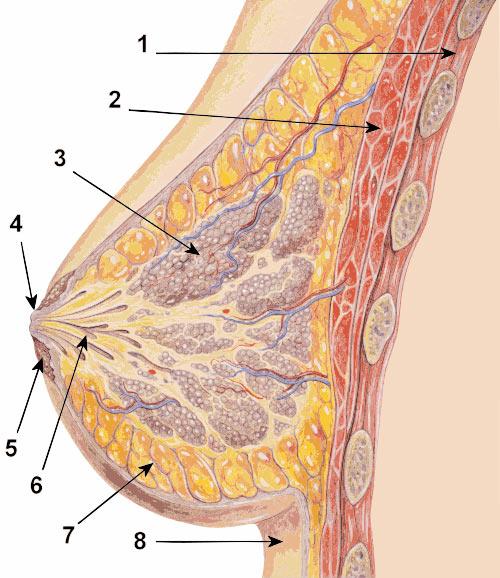 2. ANATOMIJA DOJKE 2.1. Deskriptivna anatomija dojke Dojku kao anatomsku cjelinu čini: koža, žljezdano tkivo, vezivno tkivo, masno tkivo, superficijalna fascija i bradavica dojke (slika 1).