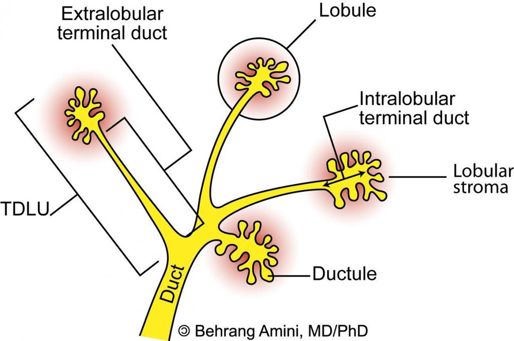 2.2. Terminalna duktalno lobularna jedinica TDLU Osnovna funkcionalna jedinica dojke je terminalna duktalno lobularna jedinica TDLU koja je temelj mikroanatomije dojke.