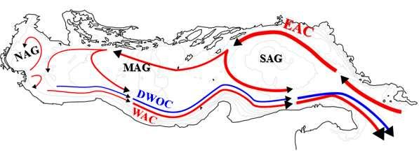 engleskom literaturom, skraćenica NAdDW se odnosi na Sjevernojadransku vodu, a ADW na Južnojadransku vodu. Ciklonalna cirkulacija Jadrana se sastoji od tri glavna vrtloga (slika 1).