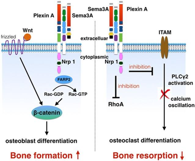 4.1.4. NOVE METE 4.1.4.1. SEMAFORIN 3A Semaforin 3A (Sema3A), protein koji eksprimiraju stanice osteoblasta, inhibira diferencijaciju osteoklasta putem receptorskog kompleksa (200) (slika 13).