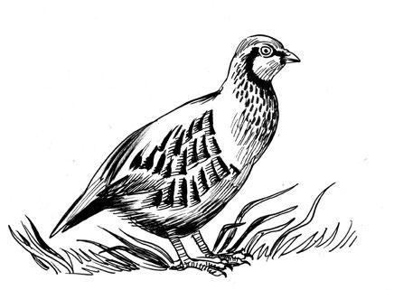 KNJIŽEVNOST prikazuje golubicu, a tek je nedavno dokazano da je zapravo riječ o jarebici. Ta se ptica usko povezuje sa štovanjem indoeuropskoga boga vatre i ljevačkoga zanata.