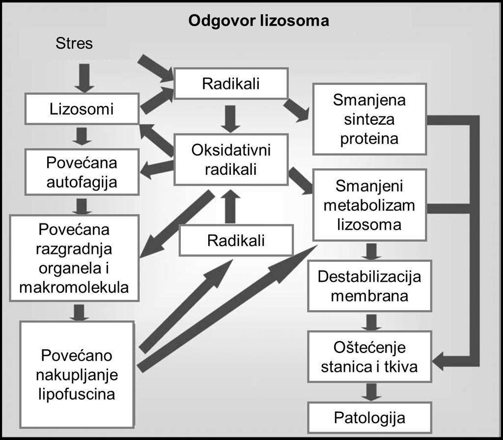 UVOD razumijevanje procesa u lizosomu (Slika 5.). Ovaj konceptualni model omogućio je bolje razumijevanje fiziologije lizosoma i utjecaja stresa na promjenu lizosomalnih parametara. Slika 5.