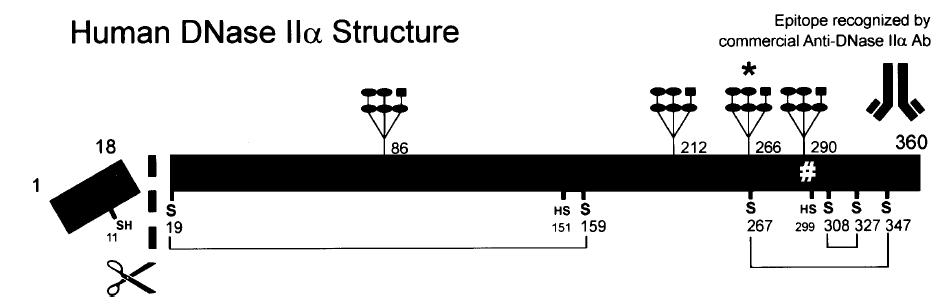 UVOD DNaze II sadrže sedam cisteina (eng. Cys), od kojih je šest visoko konzervirano kod kralješnjaka, te formiraju barem jednu S-S vezu (MacLea i sur., 2002) (Slika 6.). Polipeptid sadrži barem četiri glikozilacijska mjesta, koja su vrlo bitna za dozrijevanje enzima i katalitičku aktivnost.