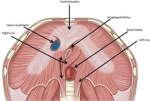 4. ANATOMIJA I FIZIOLOGIJA DIJAFRAGME Dijafragma ili ošit je anatomski pregradni zid između toraksa i abdomena. Građom je to kupolasta mišićno-vezivna tvorba, izbočena unutar prsnog koša (1).