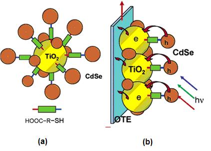 Teorijski deo za senzitizaciju čestica, kao i filma TiO 2 (slika 7), prelaskom elektrona iz PZ CdSe u čestice TiO 2 brzinom od 0,073-1,95 10 11 s 1 (slika 8). Slika 7.