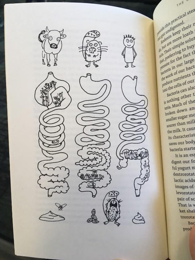(Sl. 40. Ilustracija iz Crijeva sa šarmom, Jill Engers) Lajtmotiv mi je riješen, no i dalje nisam nalazila način za prikazivanje apstraktnih tema. Odlučila sam probati složiti mentalnu mapu (Slika 41.
