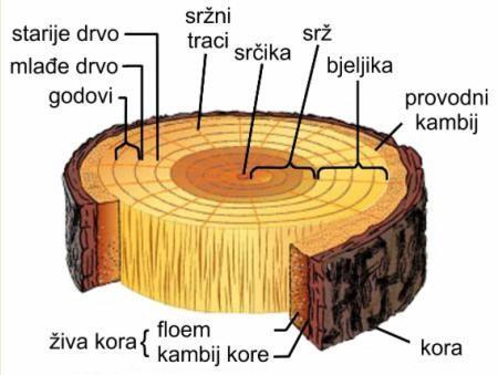 biološke aktivnosti. Ostatak debla ima mehaničku funkciju nošenja cijelog stabla.
