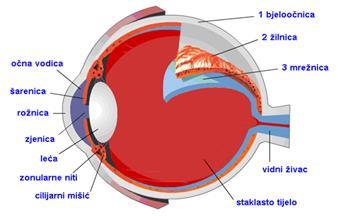 2. Ljudsko oko Oko je parni organ koji pretvara svjetlost u živčane impulse.