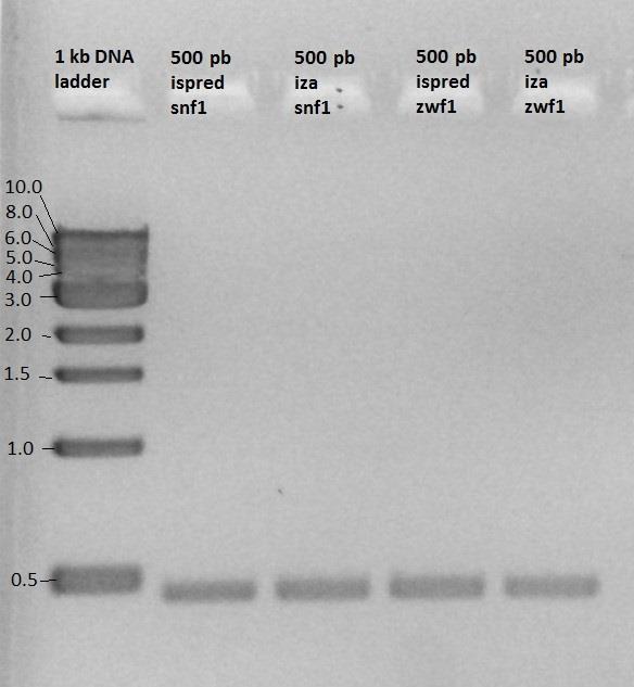 Rezultati umnažanja delecijske kazete te nukleotidnih sljedova od 500 pb homolognih s regijama uzvodno i nizvodno od gena snf1 i gena zwf1 koji se žele deletirati prikazani su na Slici 4.1.1. a) b) Slika 4.