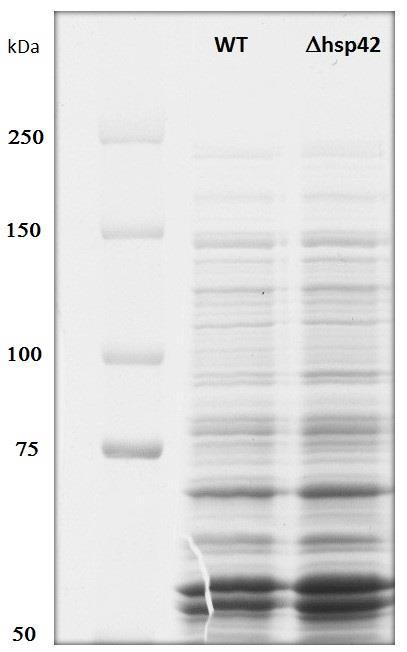Na gel je naneseno 25 g proteina iz proteinskog ekstrakta sojeva divljeg tipa i hsp42. Slika 4.7.1.