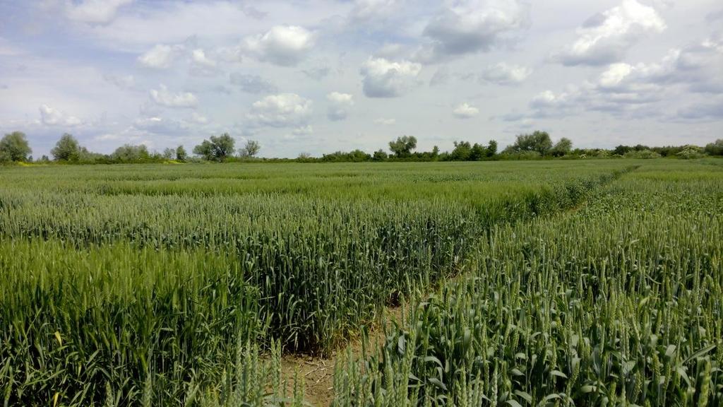 1,6 mm. 4.3 Poljski ogledi Istraživanja su obuhvatila dva dvogodišnja poljska ogleda u kojima je ozima hlebna pšenica (Triticum aestivum L.