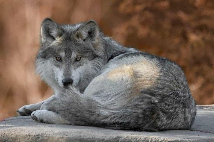 1. UVOD Sivi vuk je sisavac koji sistematski pripada redu zvijeri (Carnivora) i porodici pasa (Canidae).