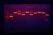 Navedena metoda vizualizacije DNA uključuje postavljanje PCR produkta u jažicu na tankom agaroznom gelu i propuštanje struje kroz gel, od negativnog ka pozitivnom polu.