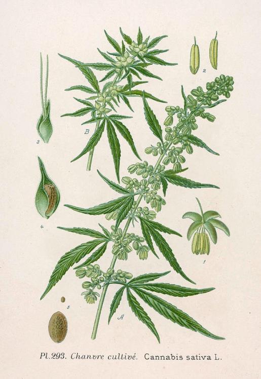 2. INDUSTRIJSKA KONOPLJA (CANNABIS SATIVA L.) Industrijska konoplja (Cannabis sativa L.) je jednogodišnja listopadna biljka. Može se uzgajati na tri načina: za vlakno, sjemenku ili u obje svrhe.