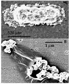 aktivna mineralizacija je potpomognuta organizmima kao što su bakterije Acidithiobacillus ferrooxidans (prije Thiobacillus ferrooxidans) ili Leptospirillum spp.