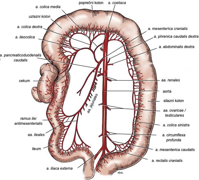 Slika 1.: Anatomija kolona psa (modificirano iz EVANS i sur. 2013.) 2.2. FIZIOLOGIJA Dok se u tankom crijevu resorbira najveći udio hranjivih tvari, ostaci te neprobavljene mase putuju do kolona.