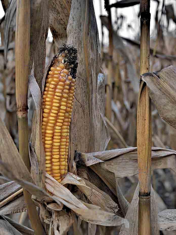 40 Stručnjaci: Suša će smanjiti prinos kukuruza u Srbiji, a navodnjavanje je nemoguća misija Preuzeto: Ekonomija, 09. 07.