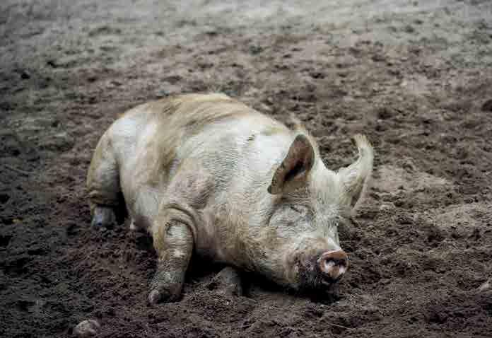 Bejbi Džejn je nastarija svinja na svetu ima 23 godine Izvor: agroklub, avgust 2021. Ova stara svinja ima i prijateljicu Lusi kojoj je tek 17 godina.