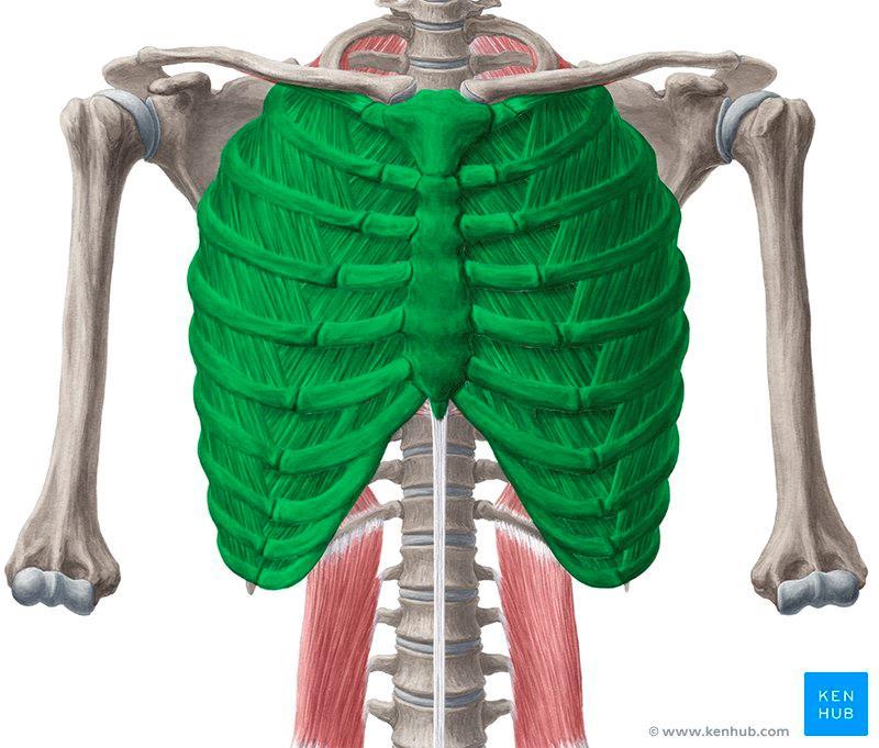Slika 1.4. Prikaz prsnog koša Izvor: https://www.kenhub.com/ 1.2.3. Respiratorna muskulatura Udisaj omogućuju inspiracijski mišići. To su ošit, diaphragma, te vanjski međurebreni mišić, mm.