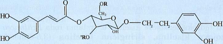 SASTAVNICA ehinakozid verbaskozid R glukoza (1,6-) H R' ramnoza (1,3-) ramnoza (1,3-) kafeoil-ehinakozid 6-kafeoil-glukozid (1,6-) ramnoza (1,3-) COOH HO H-{- o o-c- H HO I o COOH cikorija kiselina o
