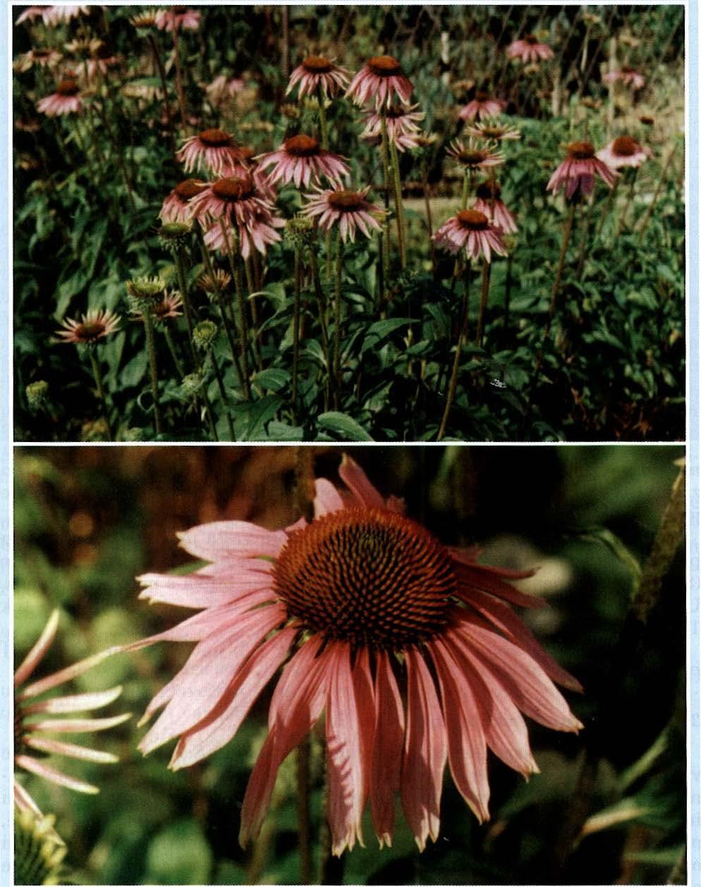I. Kosalec, M. Bakmaz I D. Brkić: Bioaktivne sastavnice grimizne rudbekije (Echinacea purpurea (L.) Moench, Asteraceae), Farm. Glas. 59, 11/2003 Slika 2 i 3.